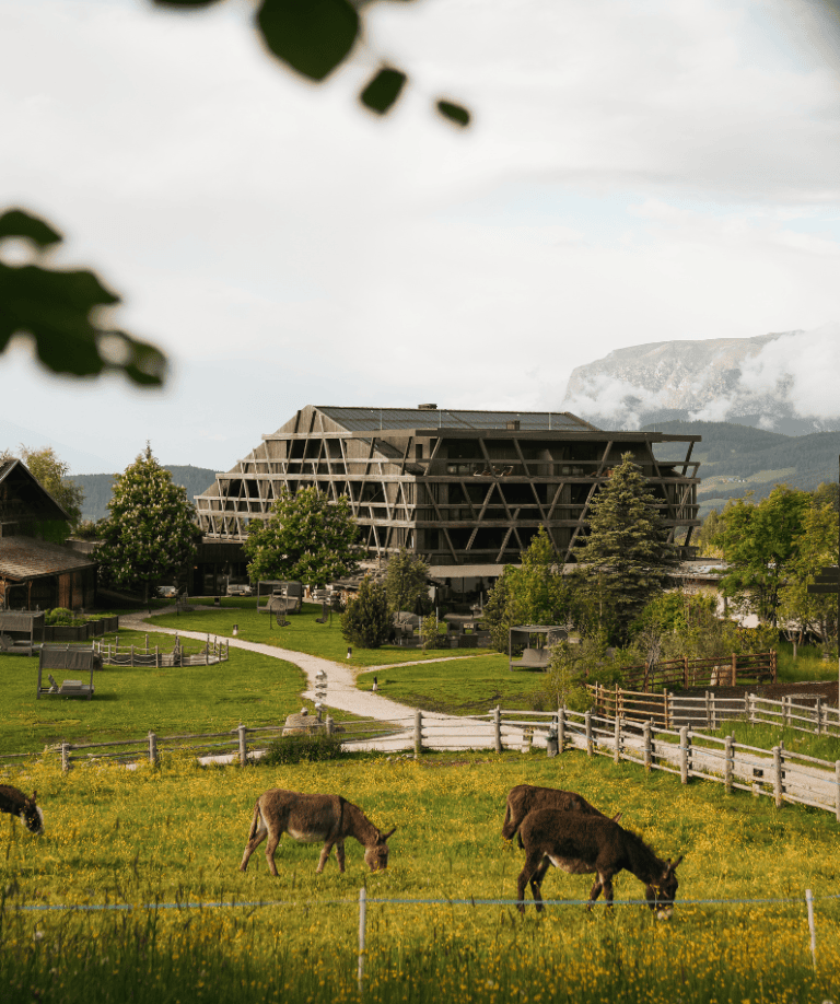 Grüne Wiese mit grasenden Eseln vor Bergpanorama_Hotel Pfösl in Südtirol