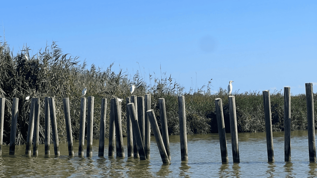 Albufera Naturschutzgebiet außerhalb von Valencia_Christina Mendi